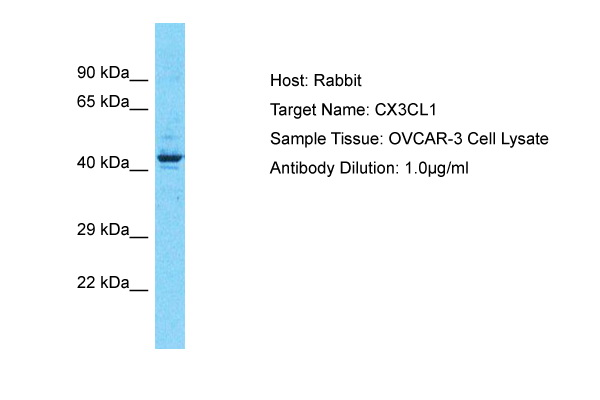 1 - CX3CL1 Antibody - middle region AI10193