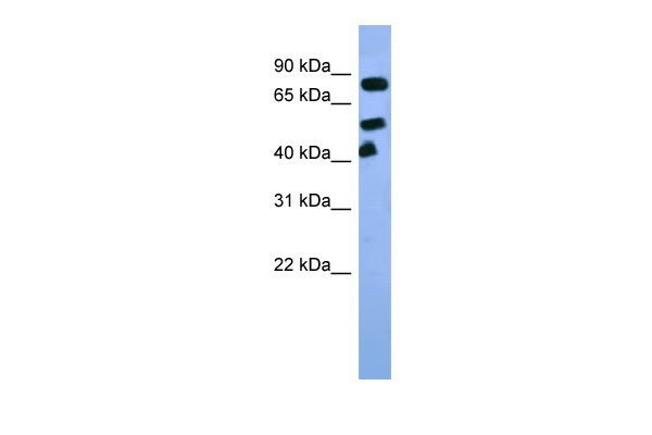 1 - Arnt antibody - C-terminal region AI10202