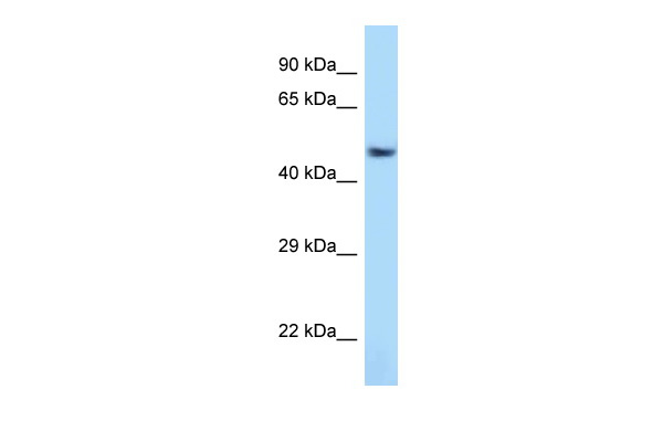 1 - Atf7 antibody - C-terminal region AI10208