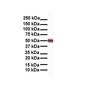 1 - Gabpa Antibody - N-terminal region AI10210