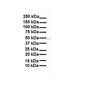 1 - Gabpa Antibody - N-terminal region AI10210