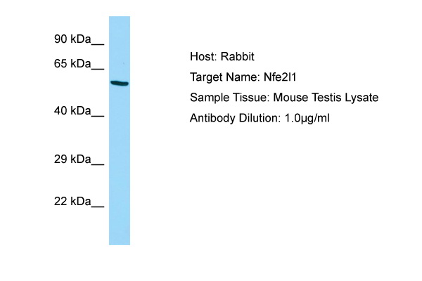 1 - Nfe2l1 Antibody - C-terminal region AI10211