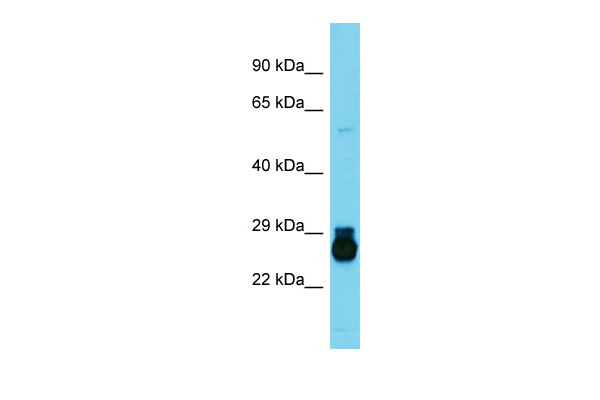 1 - Hoxc6 Antibody - middle region AI10218