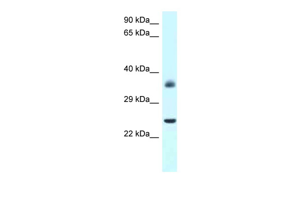 1 - Jund antibody - N-terminal region AI10219