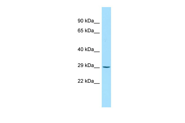 1 - Myf5 Antibody - middle region AI10225