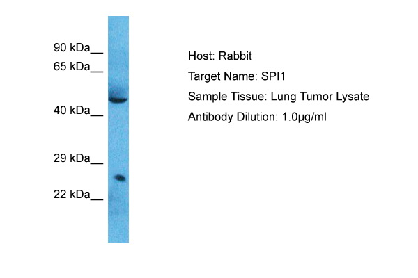 1 - SPI1 Antibody - N-terminal region AI10228