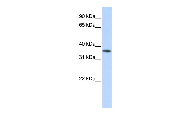 1 - OR13C5 antibody - middle region AI10242