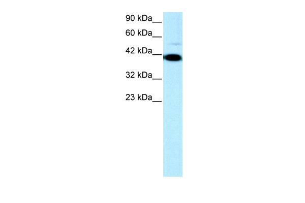 1 - ZFP1 antibody - N-terminal region AI10245