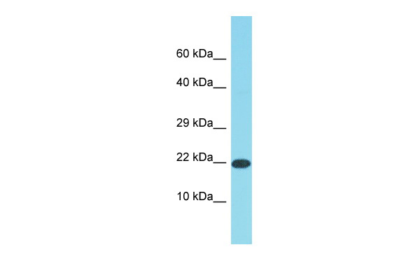 1 - DDIT3 Antibody - N-terminal region AI10248