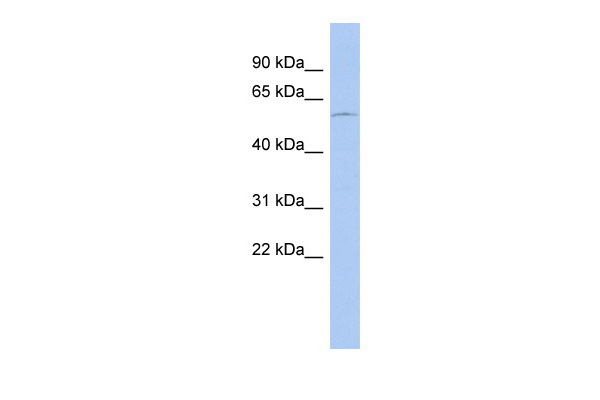 1 - DMRT2 antibody - N-terminal region AI10253