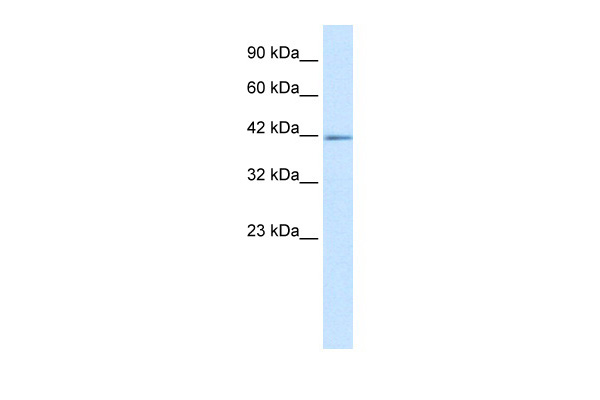 1 - ZNFN1A2 antibody - C-terminal region AI10259