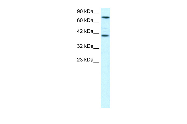 1 - ZNF652 antibody - N-terminal region AI10260