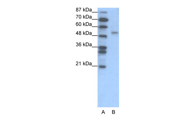 1 - FOXD2 antibody - N-terminal region AI10267