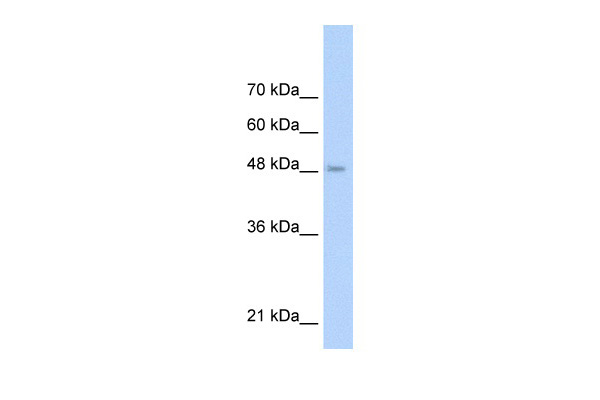 1 - TLR6 antibody - middle region AI10269