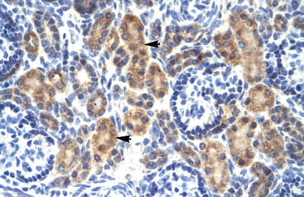 2 - MYCBP antibody - middle region AI10281