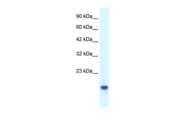 1 - MYCBP antibody - middle region AI10281