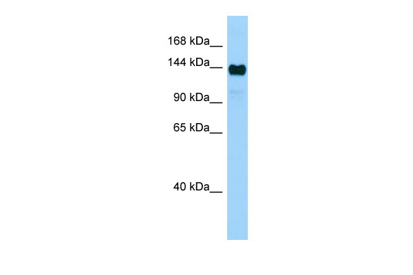 1 - Aff4 Antibody - middle region AI10283