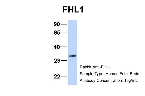 1 - FHL1 antibody - N-terminal region AI10285