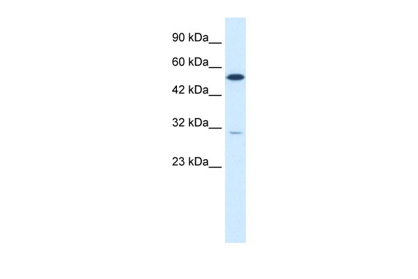 1 - HNF4G antibody - C-terminal region AI10289