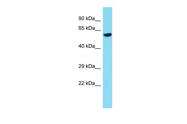 1 - Nfia Antibody - middle region AI10305