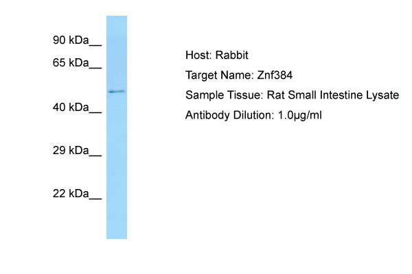 1 - Znf384 Antibody - N-terminal region AI10326