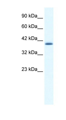 1 - ZNF365 antibody - N-terminal region AI10336