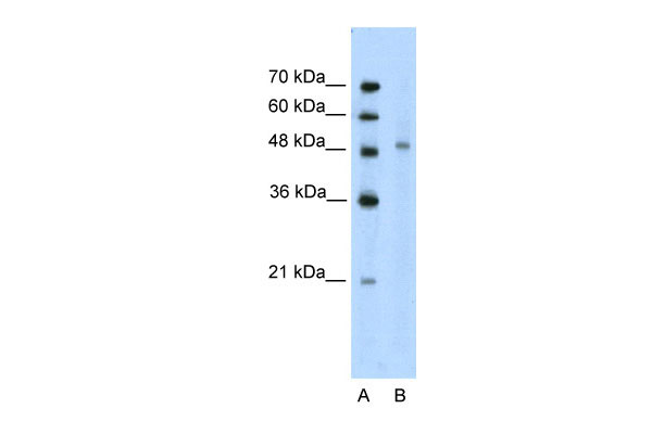 1 - KIN antibody - middle region AI10340