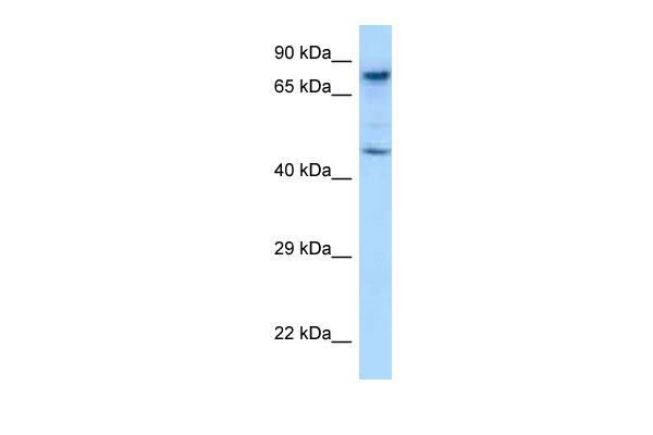 1 - Skil antibody - C-terminal region AI10351