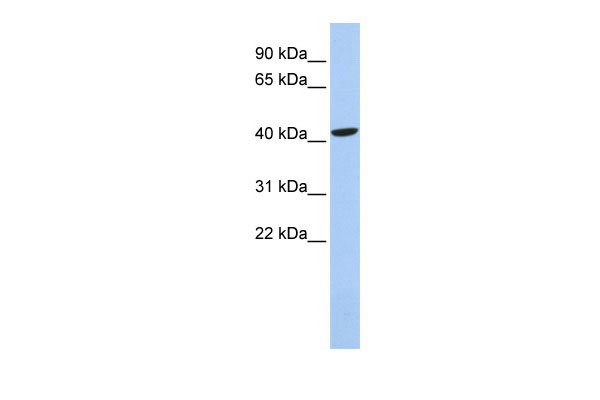 1 - LHX4 antibody - middle region AI10359