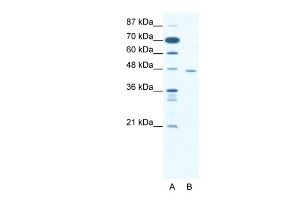 1 - CTBP1 antibody - C-terminal region AI10367