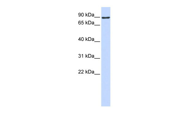 1 - ATMIN antibody - middle region AI10370