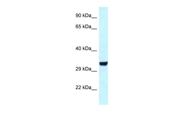 1 - Hey1 antibody - C-terminal region AI10373