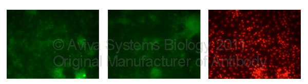 3 - GATA3 antibody - C-terminal region AI10380