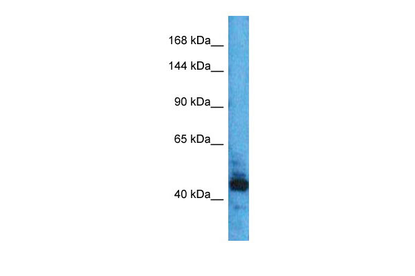 1 - DKFZp686H10114 Antibody - middle region AI10387