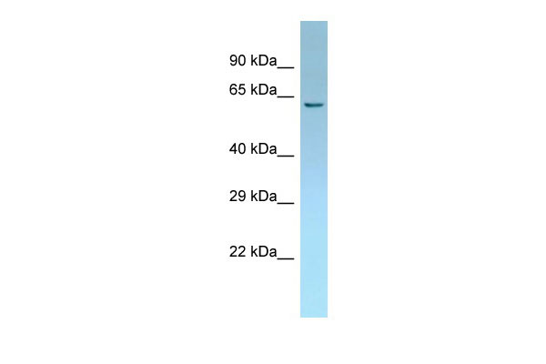 1 - Evx2 Antibody - N-terminal region AI10395