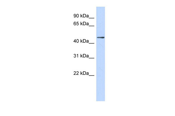 1 - ZNF391 antibody - middle region AI10396