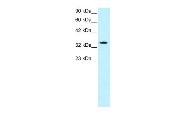 1 - PAWR antibody - middle region AI10411