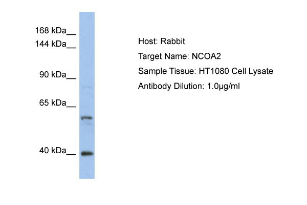 1 - NCOA2 Antibody - middle region AI10417