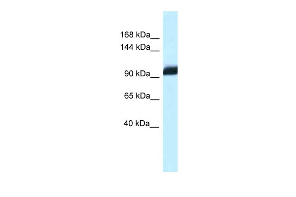 1 - Zhx1 antibody - C-terminal region AI10425