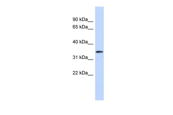 1 - OR13C5 antibody - N-terminal region AI10428