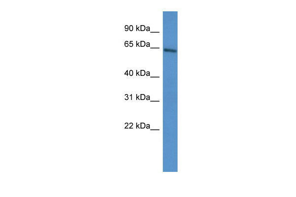 1 - Arntl2 antibody - C-terminal region AI10438