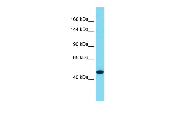 1 - SLC39A10 Antibody - N-terminal region AI10440