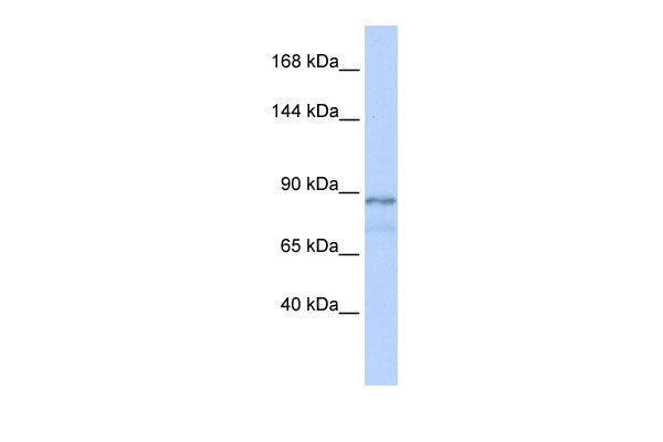 1 - ZFAT1 antibody - middle region AI10444