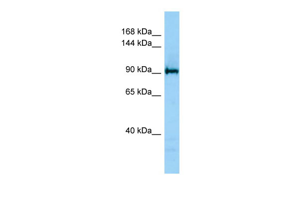1 - JMJD2C antibody - C-terminal region AI10446