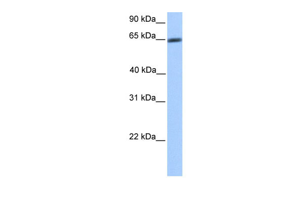 1 - ZNF449 antibody - N-terminal region AI10450