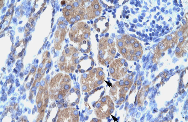 2 - POU3F1 antibody - N-terminal region AI10458