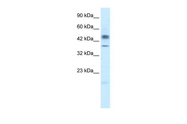 1 - POU3F1 antibody - N-terminal region AI10458