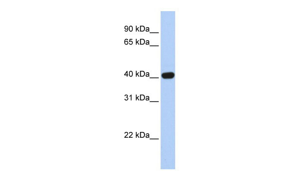 1 - CXADR antibody - N-terminal region AI10461