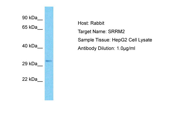 1 - SRRM2 Antibody - C-terminal region AI10465