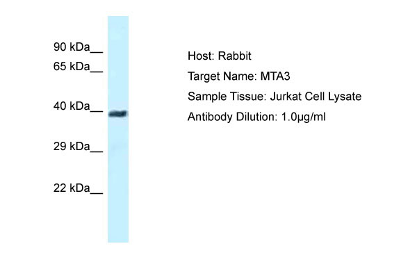 1 - MTA3 Antibody - N-terminal region AI10475